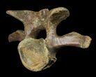 Wide Kritosaurus Cervical Vertebrae - Aguja Formation #38943-6